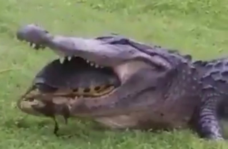 “See you later, alligator”, le dice una tortuga a un cocodrilo que quería comérsela (VIDEO)
