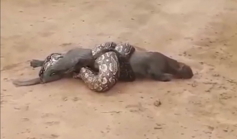 VIDEO: Campesinos ayudan a un puma a liberarse de una boa gigante. 