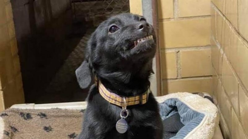 Cachorro sonríe para que lo adopten y video se hace viral. 
