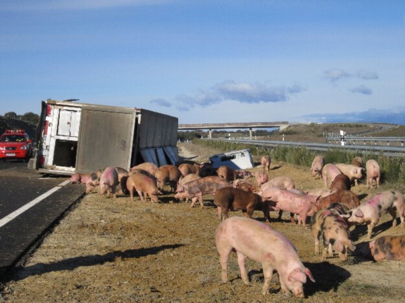 Trailer de cerditos vuelca y pobladores hacen rapiña, listos para hacer carnitas. 