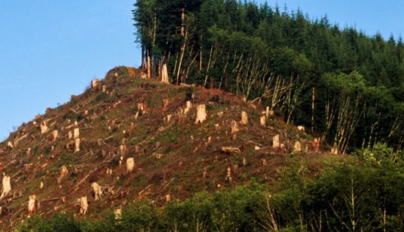 “La humanidad se extinguirá en 20 o 40 años por la deforestación” concluye investigación científica