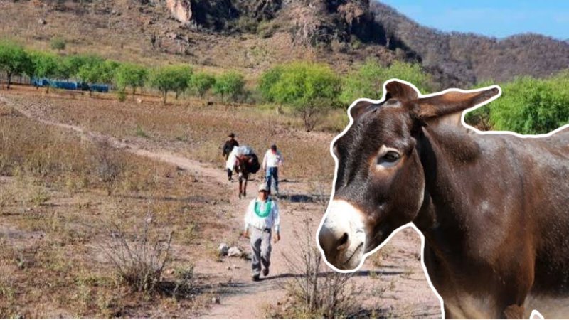 En BURRO llegan funcionarios de Bienestar a comunidad ABANDONADA por 40 AÑOS