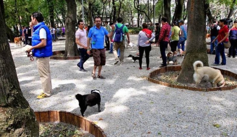 Envenenamiento masivo de perros en parque de la Ciudad de México. 