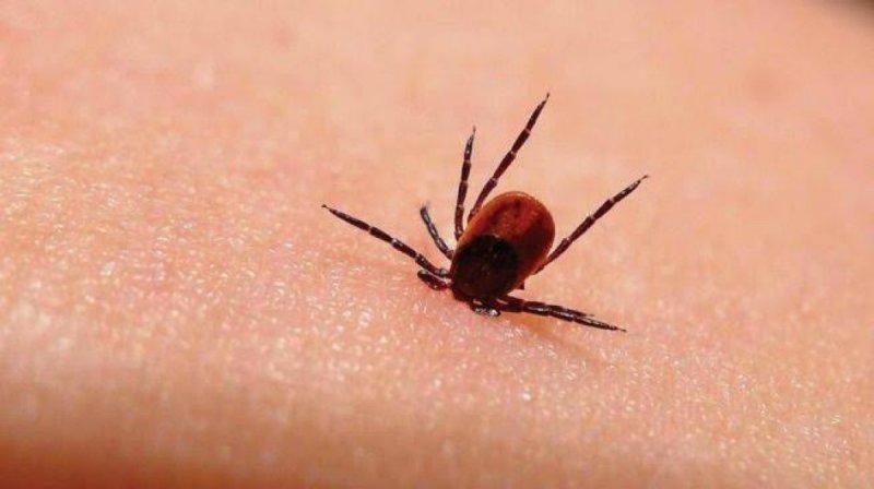 Alertan por virus mortal que están trasmitiendo las garrapatas a los humanos