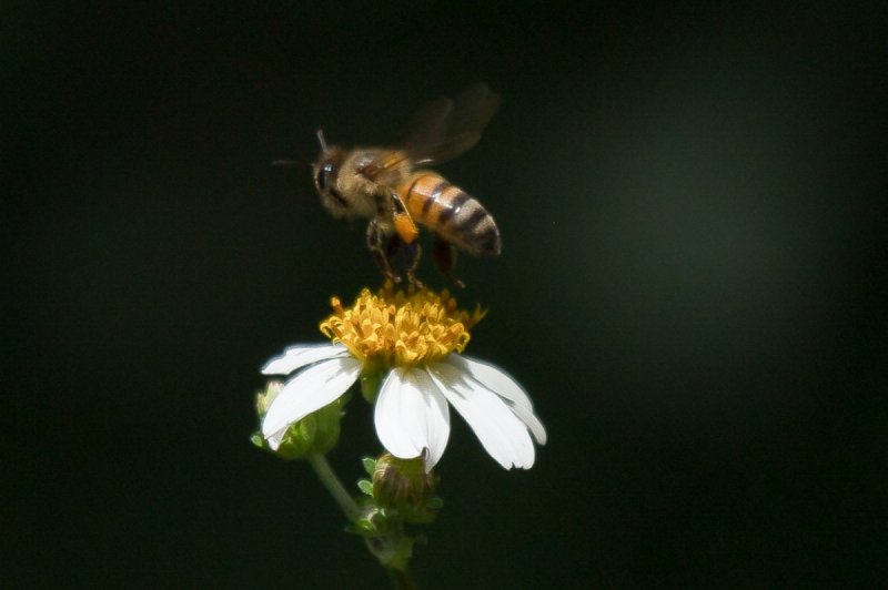 Mexicanos crean antídoto para salvar a las abejas de la extinción. 