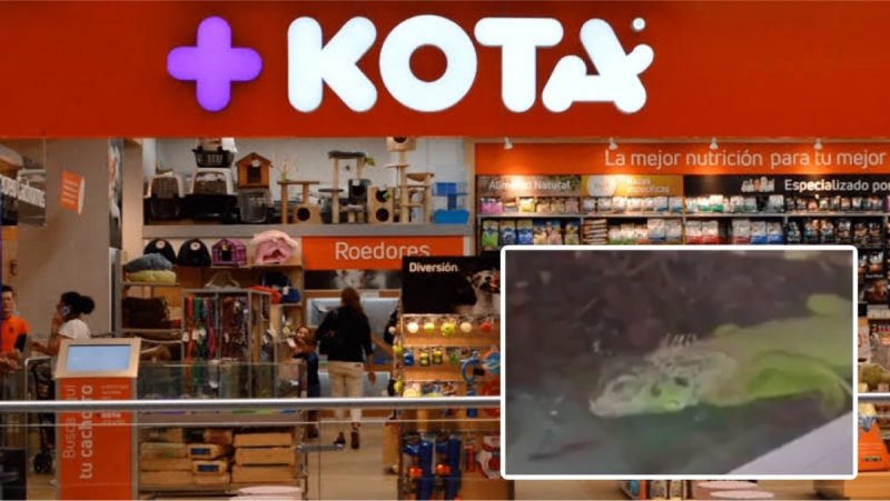 RESCATAN a animales ABANDONADOS de una tienda de +KOTAS 