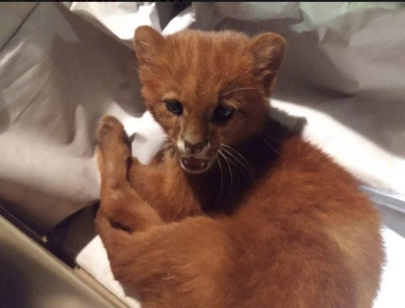 Joven rescata a un lindo gatito abandonado pero resulto ser un puma.