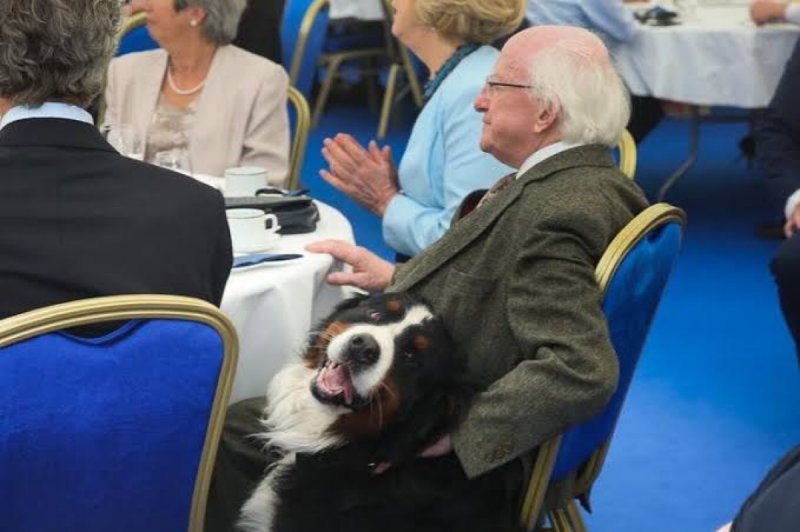 VIDEO: Perrito del presidente irlandés irrumpe en reunión para que le rasque la panza