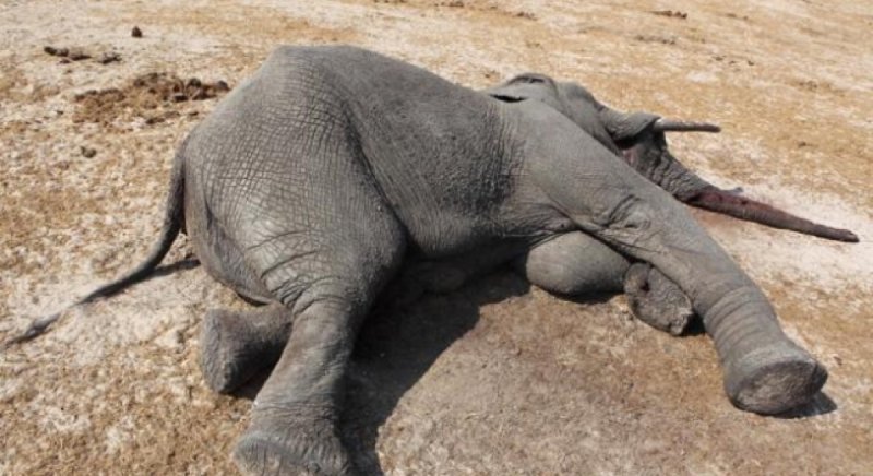 Encuentran a 55 elefantes muertos tras sequía y escasez de alimento