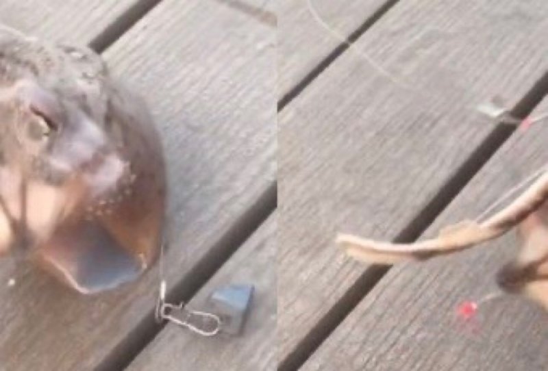 VIDEO: Graban a extraña criatura que salió del mar en la costa de NYy