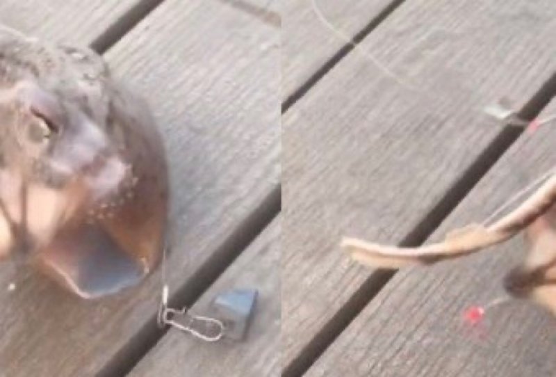 VIDEO: Graban a extraña criatura que salió del mar en la costa de NY