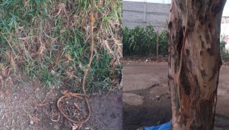 Vecinos atrapan a supuesto RATERO y lo cuelgan de un árbol 