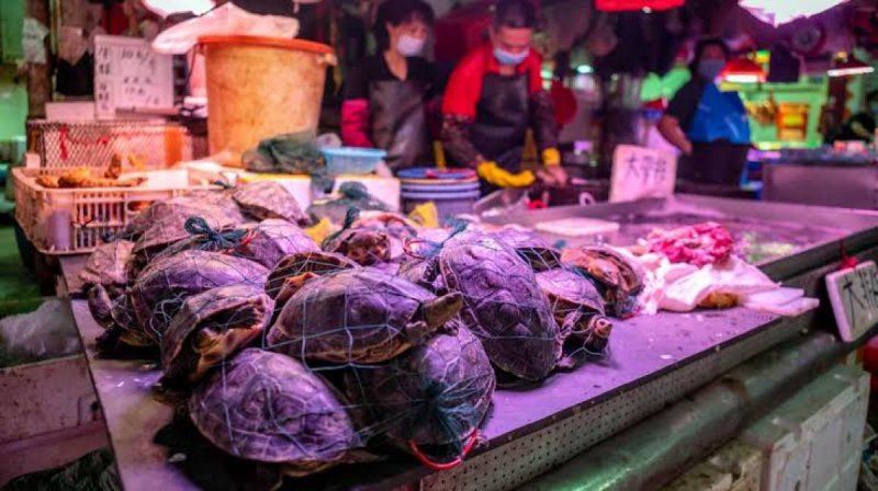 ¿China ya PROHIBIÓ la VENTA y CONSUMO de animales SALVAJES?