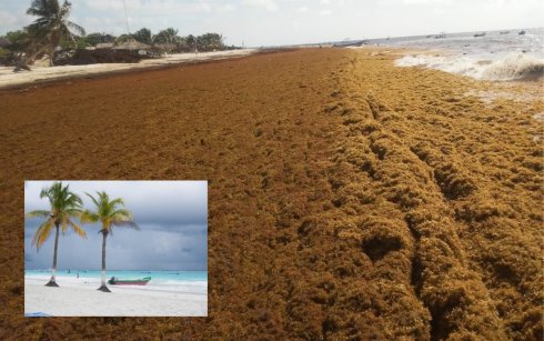 Generan gran preocupación imágenes de playas de Tulum repletas de sargazo.