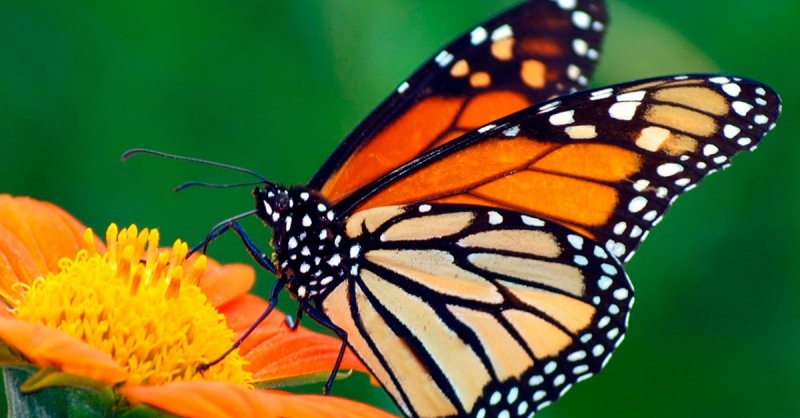Por legalización de tala en Nevado de Toluca, las Mariposas Monarca están en grave peligro. 