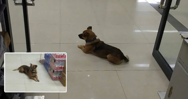 La historia del perro que ha ESPERADO 3 meses en un hospital a su dueño que murió de Covid-19y