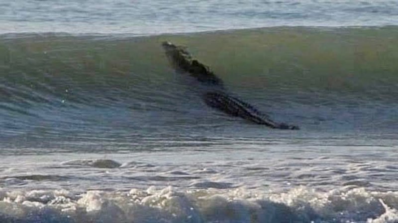 Cocodrilo en playas de Acapulco alerta a turistas y pobladores