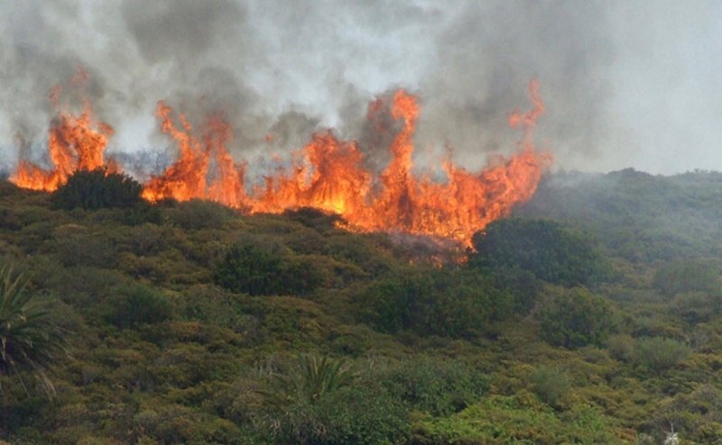 ¡Ya basta, ya párenle con los incendios! Reclama secretario del medio ambiente a aguacateros.