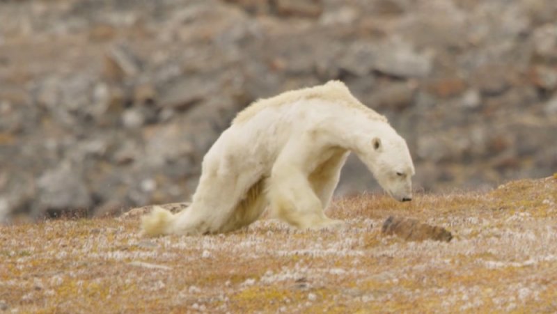 Científicos confirman que ha dado inicio la sexta extinción masiva de la tierra. 