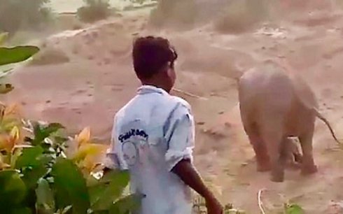Elefante aplasta y quita la vida a individuo luego de que le apedreó a su cría. 