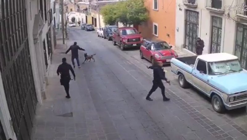 VIDEO: Ladrón apuñala a ROCKO, un valiente perro policía de Zacatecas