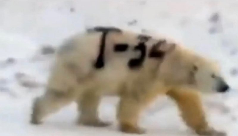 VIDEO: Indigna al mundo oso polar grafiteado. 