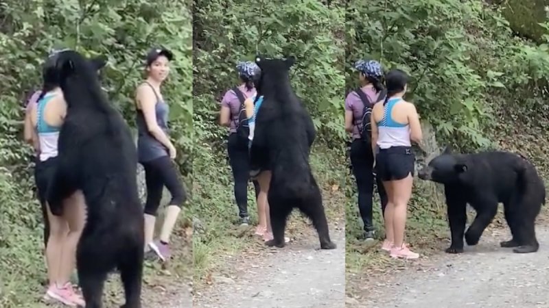 VIDEO: OSO SALVAJE sorprende y ABRAZA a excursionistas en Nuevo León 