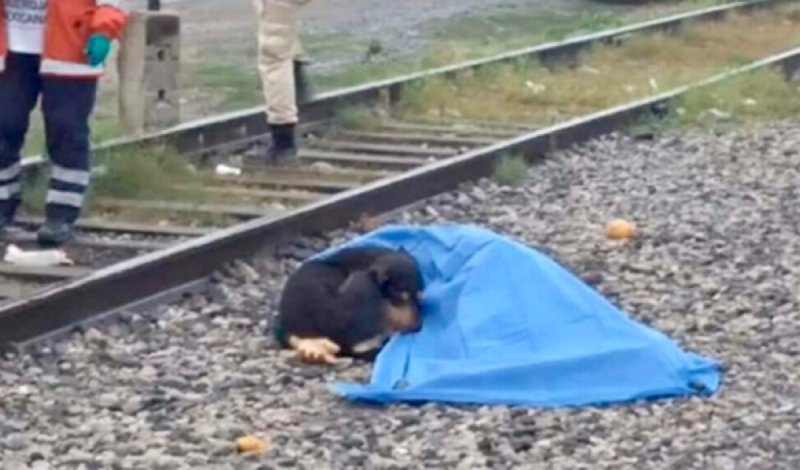 Conmueve perrito al permanecer con su amo que fue arrollado por el tren en NL.y