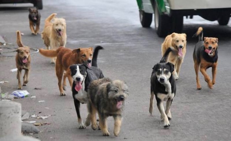 Cuatro años de carcel a quien abandone mascotas en la vía pública. 