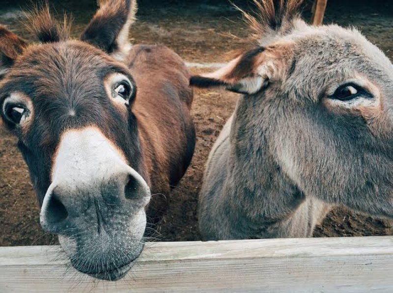 Más de 40 burros salvajes mexicanos han sido asesinados por gringos en California. 