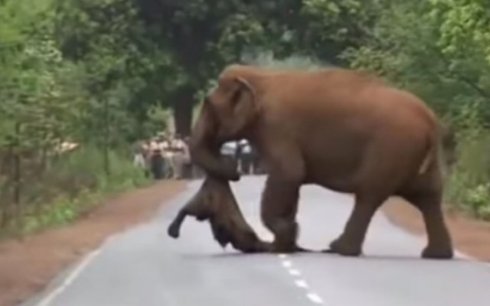 Mamá elefante carga el cadaver de su hijo y su manada la acompaña en procesión (VIDEO)