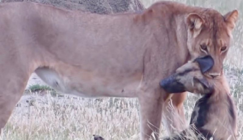 Perrito salvaje engaña a leona y salva su vida de manera increíble. (VIDEO)