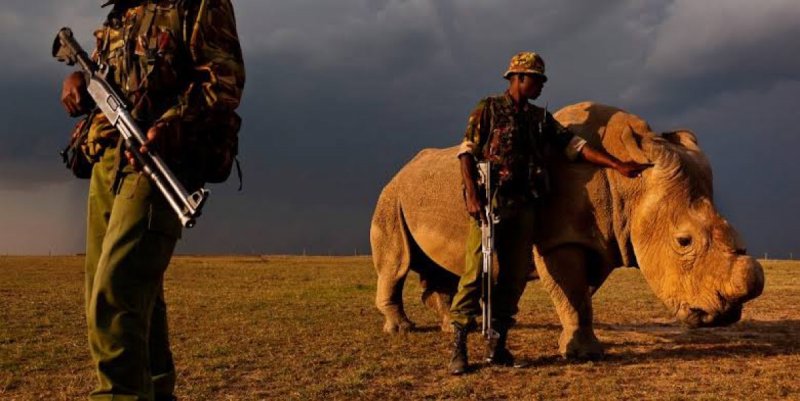 En la India aprueban disparar en contra cazadores furtivos de rinocerontes.