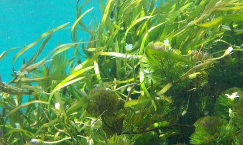 Extracto de algas da mejores resultados que el remdesivir contra el Covid