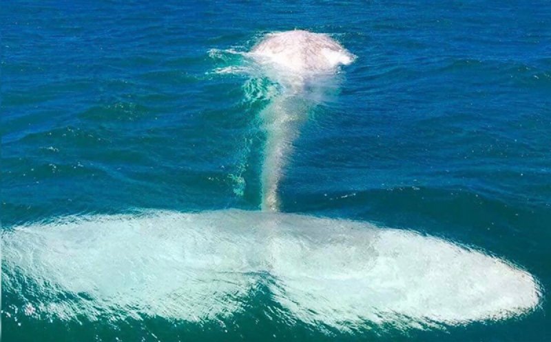 #Impresionante: Captan a ballena albina en costas de Baja California (VIDEO)