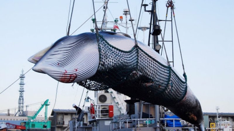Japón reinicia la caza de ballenas en el Océano Pacífico. 