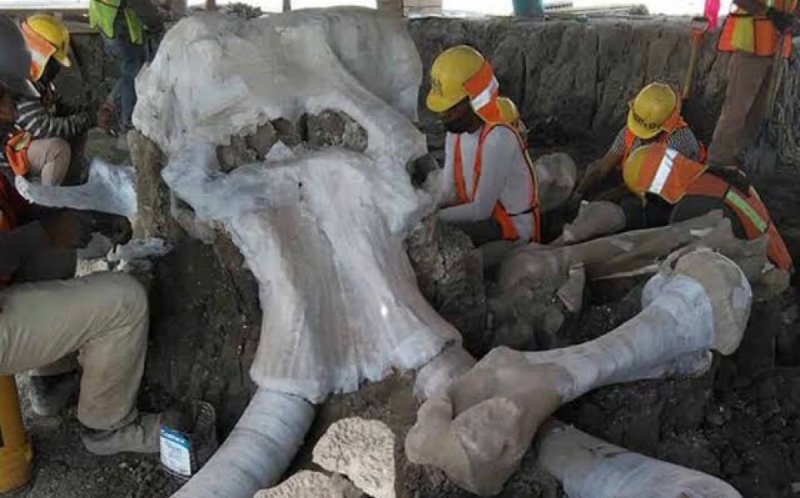 Santa Lucía podría ser el cementerio de Mamuts más grande del mundo 