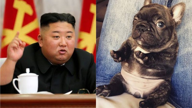 Ante escasez de comida, Corea del Norte pretende que ciudadanos entreguen a sus perros