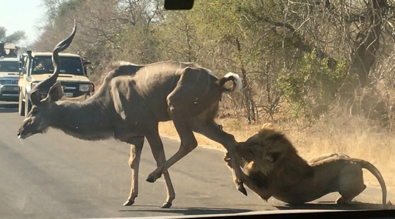 Captan a león cazando a un antílope frente a turistas. (VIDEO)