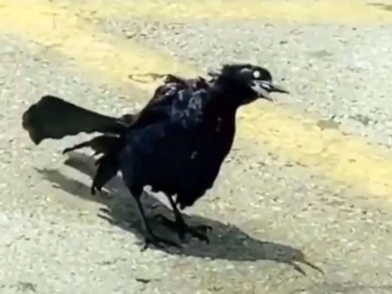Pájaro ZOMBIE sorprende y causa miedo su VIDEO en redes 