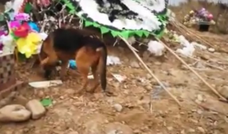 Perro llora desconsolado y trata de desenterrar a su amo recién fallecido. 