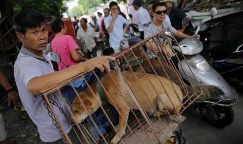 Ante la hambruna, Corea del Norte ordena la compra de perros