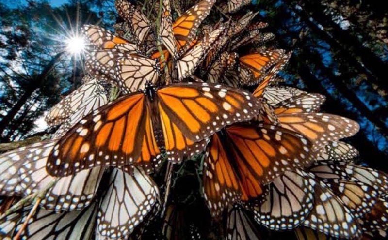 Millones de mariposas monarca ya entraron a México, están a 5 días de su destino final.