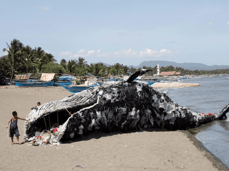 Encuentran ballena varada en playa de Filipinas con 40 kg de plástico dentro.