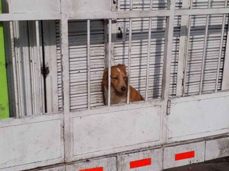 Indigna foto de perrito que es usado como alarma en una pizzería; no tiene espacio ni para acostarse