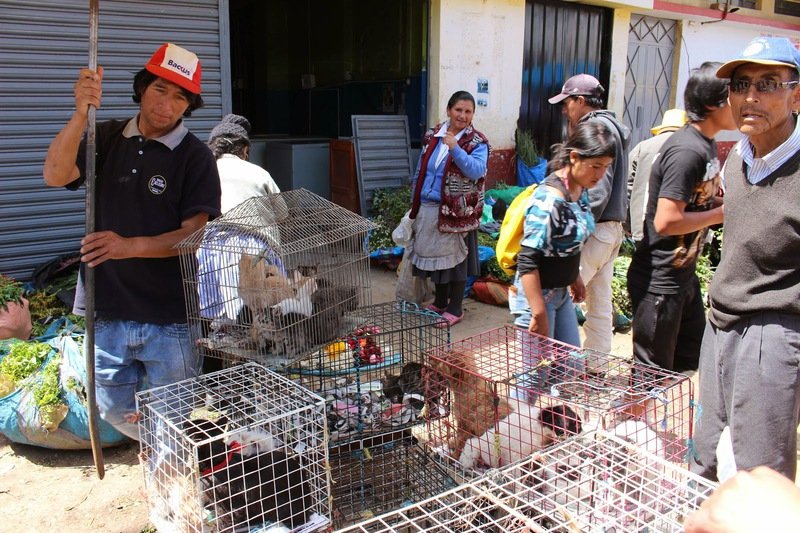  Comerciantes de mascotas deberán cumplir ciertos requisitos