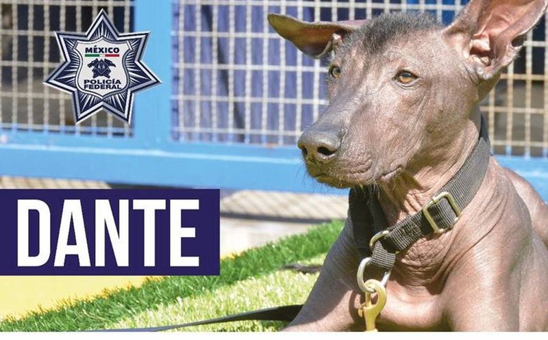 Dante el perro Xoloitzcuintle es el nuevo integrante de la Policía Federal