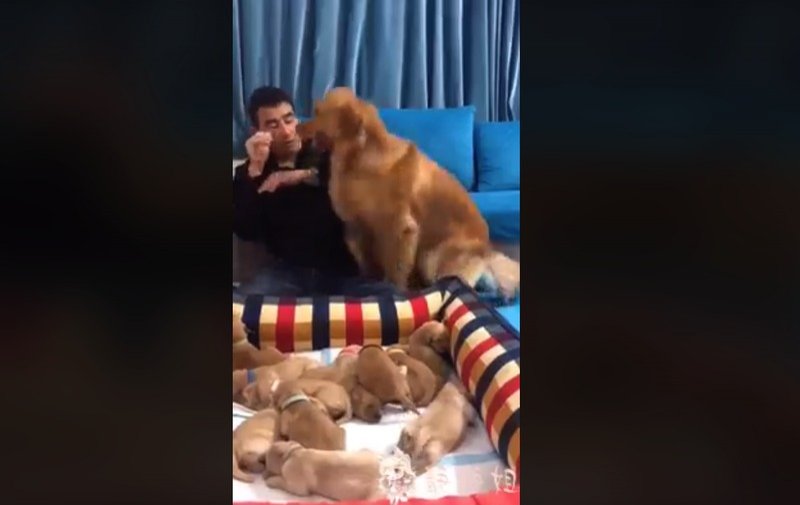 Perrita evita que su amo salga a vender a sus cachorros