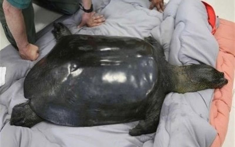 Muere la última tortuga hembra de caparazón blando de Yangtzé