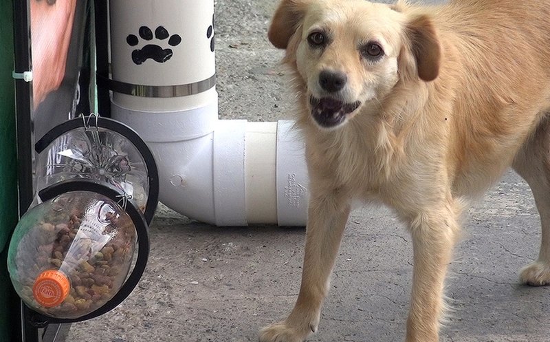 Joven crea comederos públicos para perros callejeros en Oaxaca